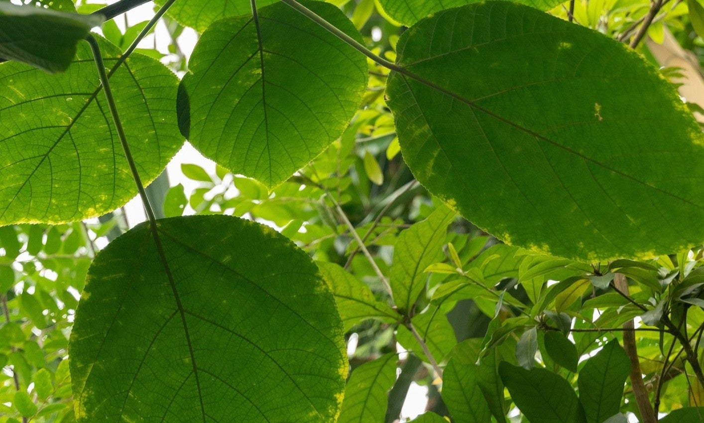 /An%20image%20of%20Boehmeria%20platanifolia%20