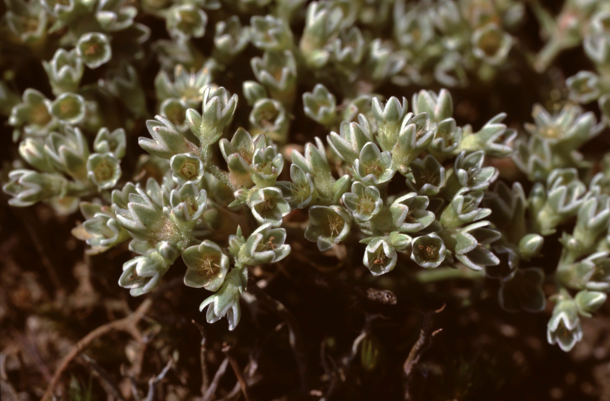 /An%20image%20of%20Scleranthus%20uniflorus%20