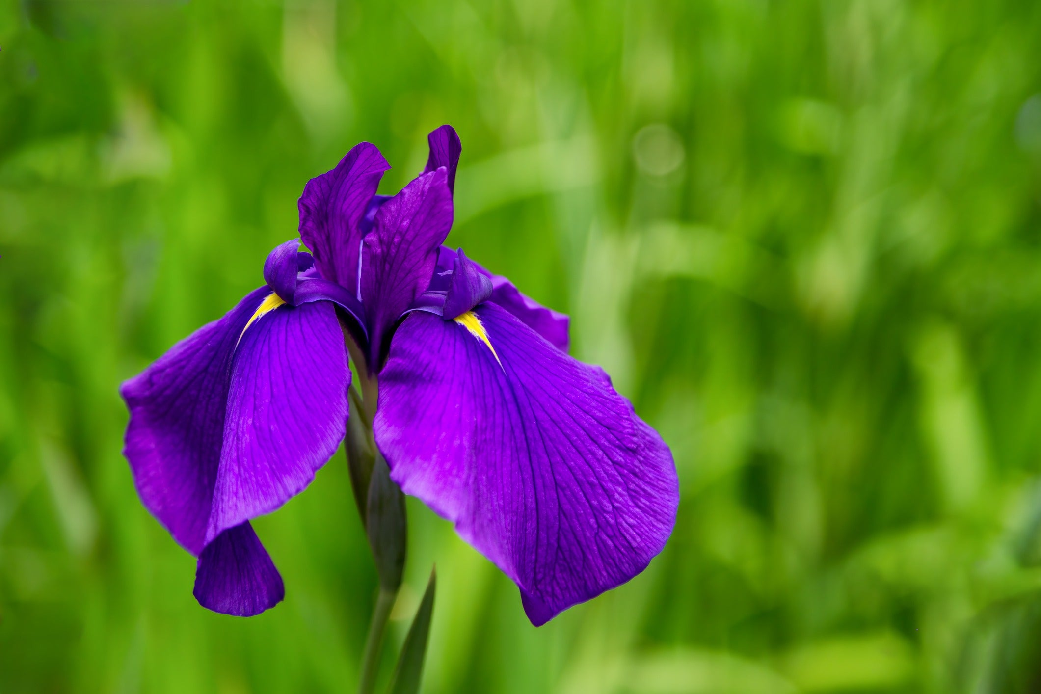 /An%20image%20of%20Japanese%20water%20iris