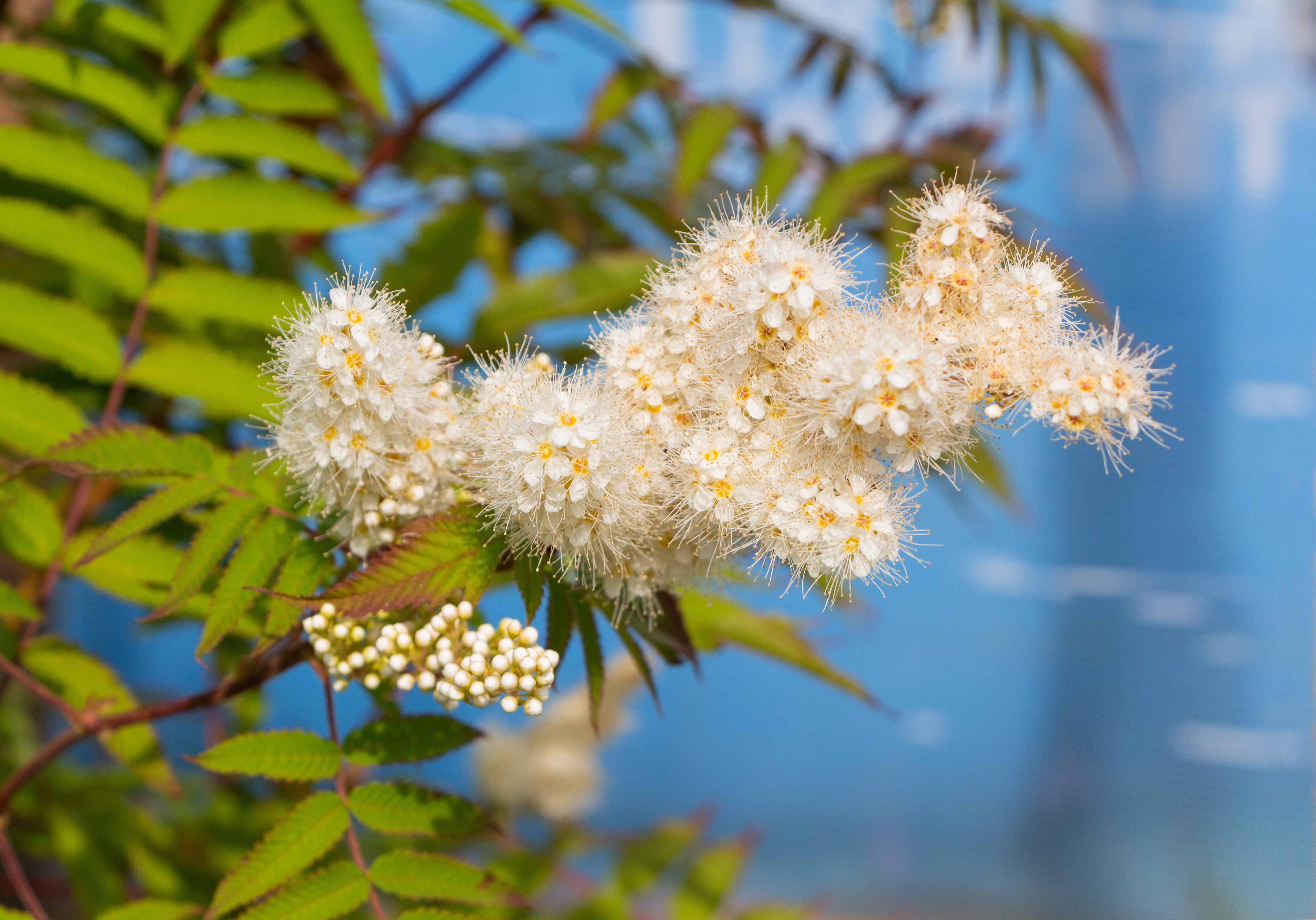 /%20An%20image%20of%20Spiraea%20betulifolia