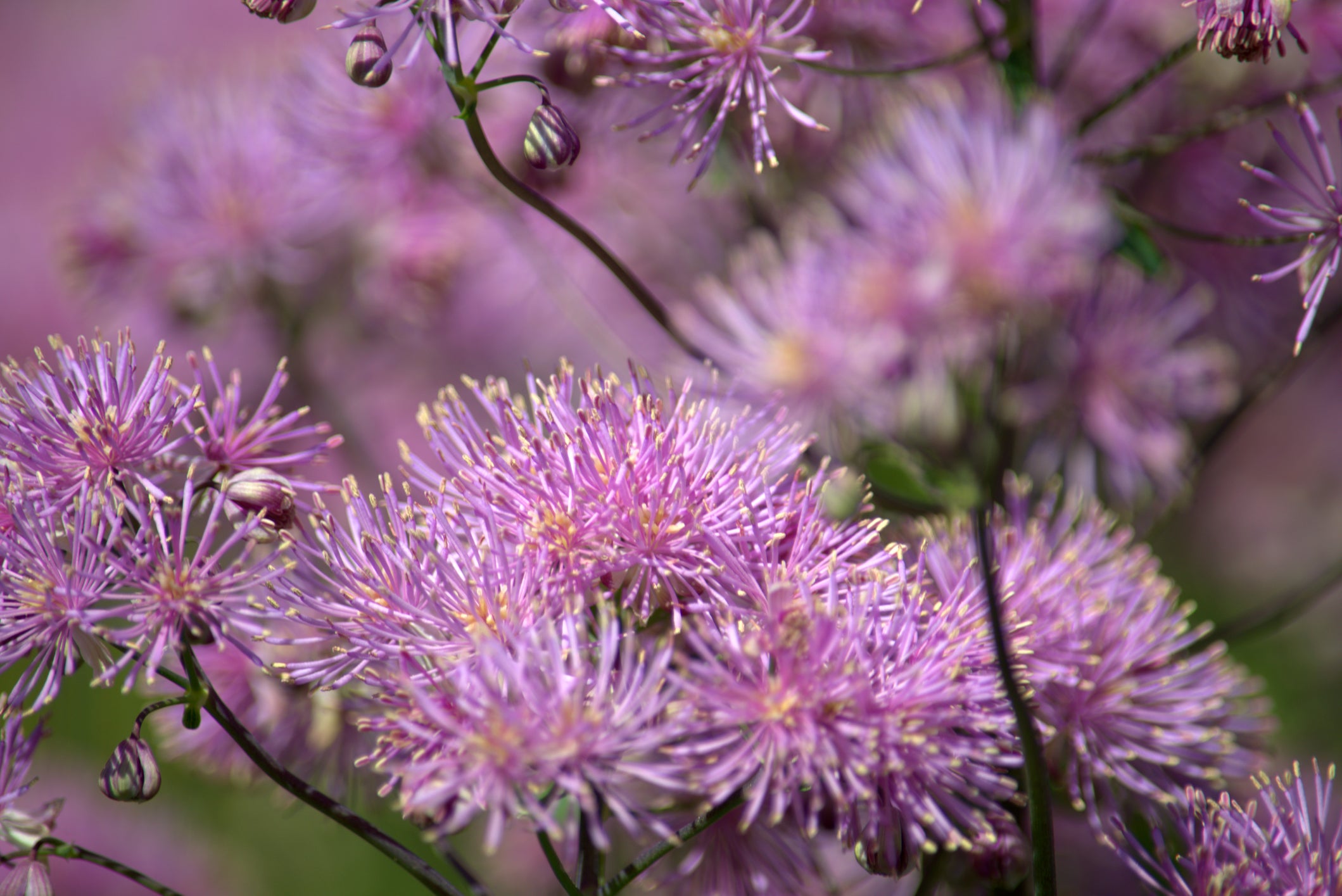 /An%20image%20of%20Thalictrum%20%27Black%20Stockings%27