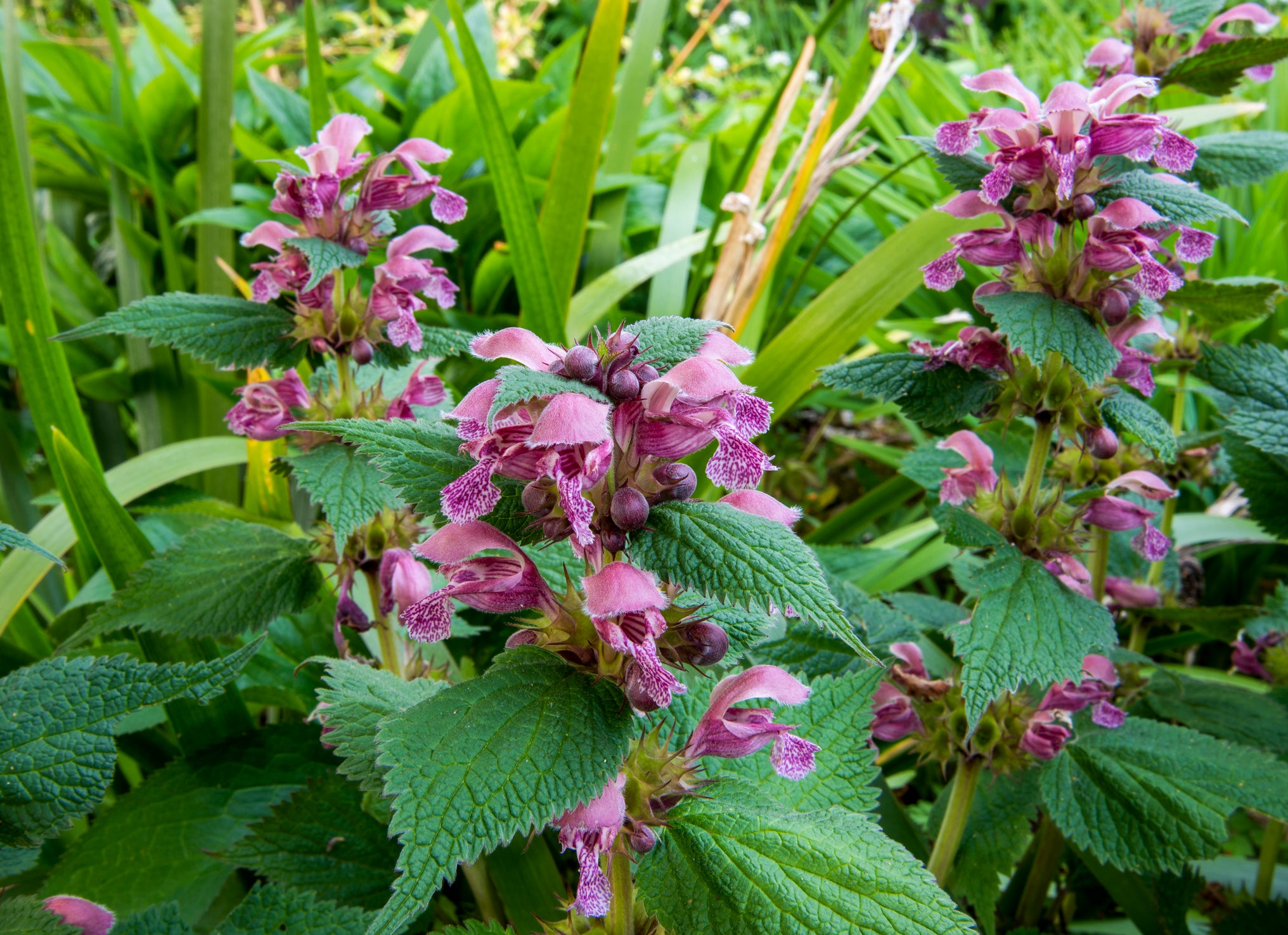 /An%20image%20of%20Lamium%20orvala%C2%A0-%20Balm-leaved%20red%20deadnettle