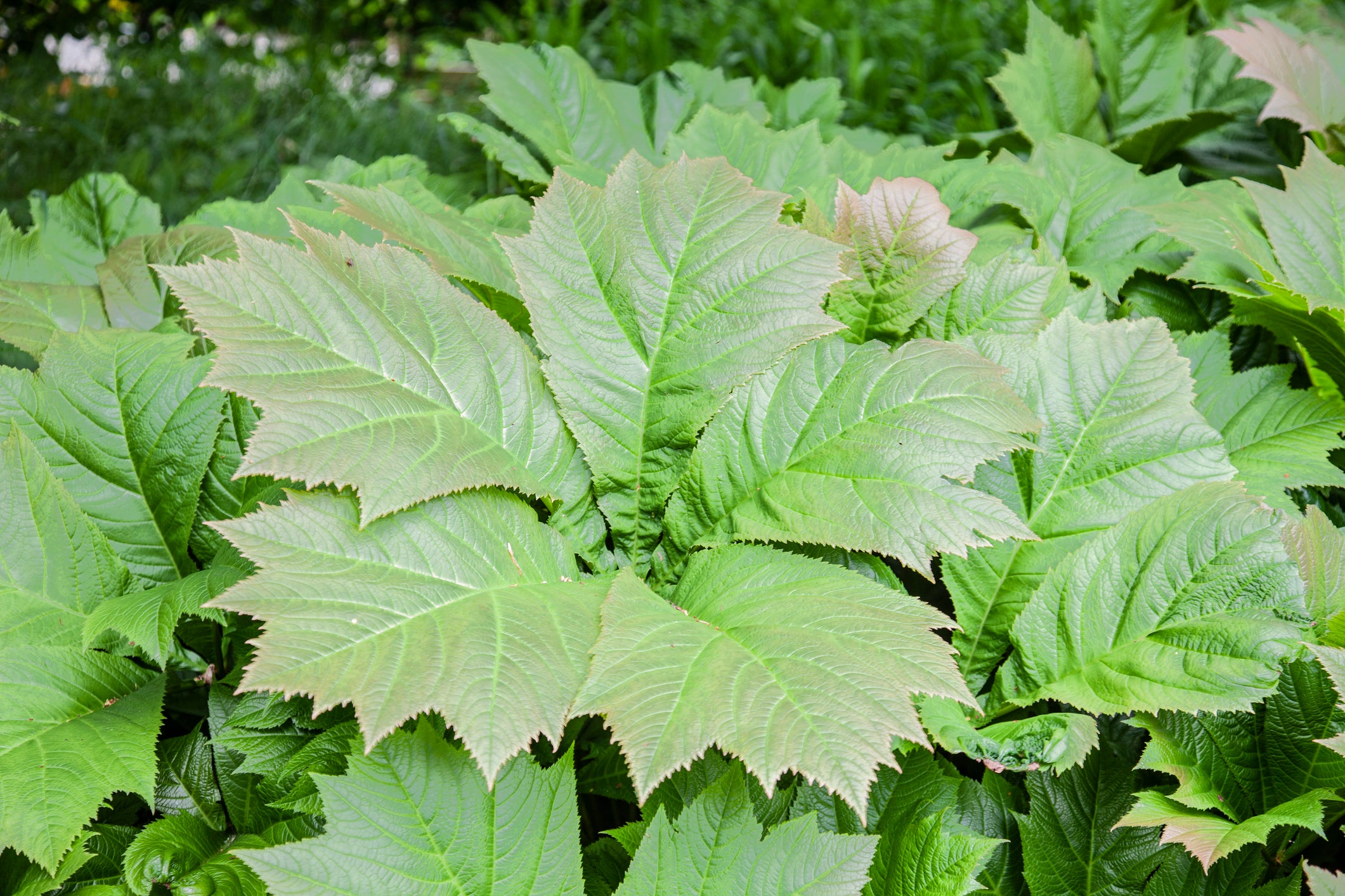 /An%20image%20of%20Rodgersia%20%27Braunlaub%27