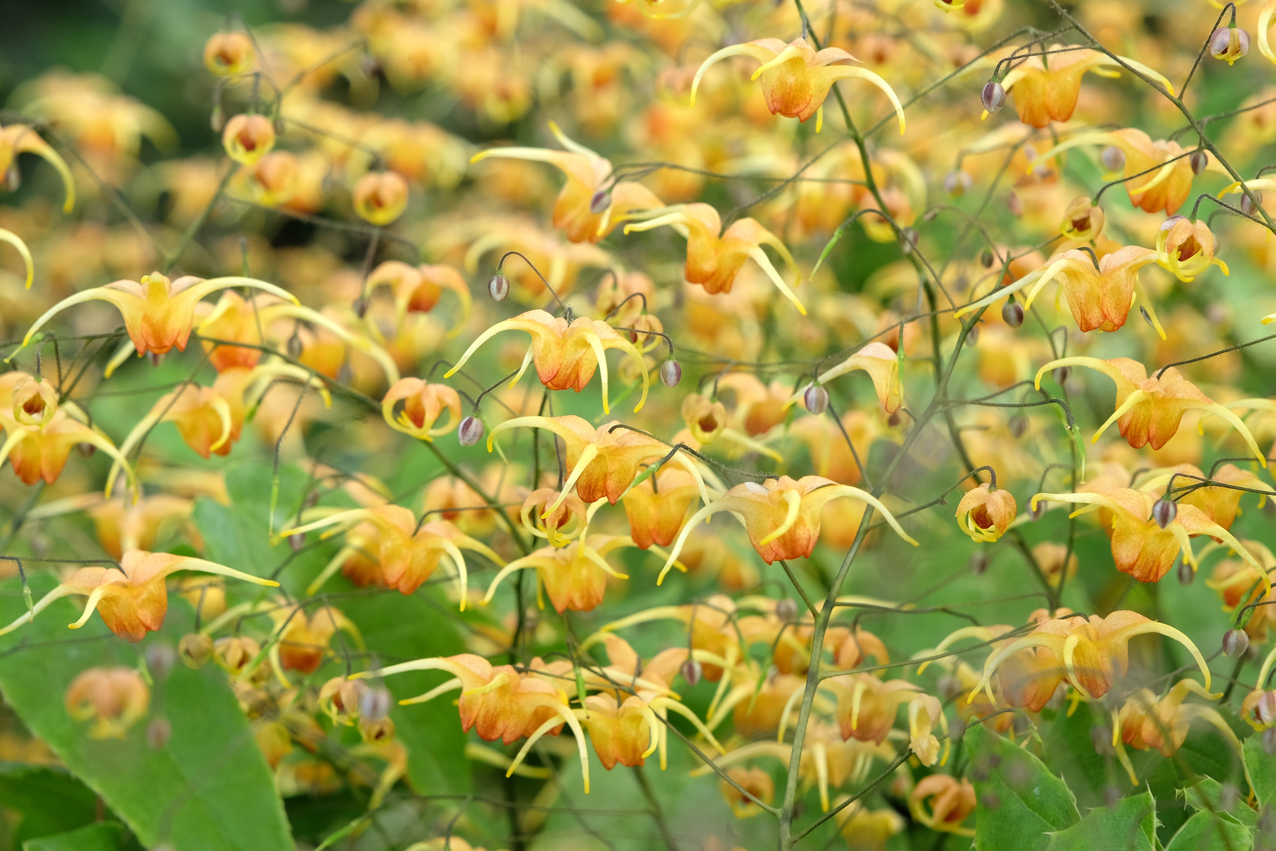 /An%20image%20of%20Epimedium%20Amber%20Queen