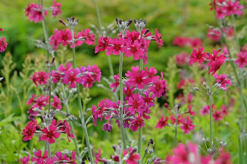 /An%20image%20of%20Primula%20pulverulenta%20-%20Mealy%20primrose